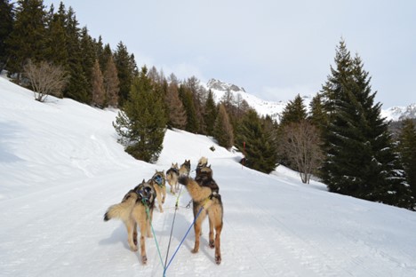Propose on a husky slede in Crans-Montana